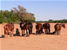 Horse riding in Mashatu Botswana